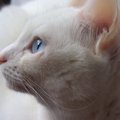 愛猫をより美しく♡猫を『夜の室内』で上手に撮影する方法３つ