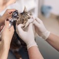 猫が『難聴』になってしまう原因4つ　見分けるためのポイントや飼い主…