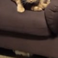 部屋に戻ってきた飼い主→猫を見て思わず『マジで怖い』…まさかの光景…