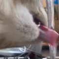 猫が蛇口の水を飲む姿がまるで運動部男子…想像以上に『ワイルドな飲み方』…