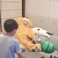 『次男』が現れると、ソファでくつろいでいたネコが…思わず笑っちゃう…