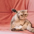 猫が『おしり』に抱えやすい病気4選　主な原因や危険な症状、予防法ま…