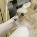 娘のそばでくつろぐ猫、次々と家族に呼ばれて…微笑ましい『争奪戦の様子』…