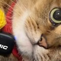 『ミニマイク』で猫のゴロゴロ音を録ろうとしたら…『予想外の展開』に笑っ…