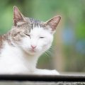 猫が『目を細める時』の4つの本音♡オススメの飼い主の対応とは？