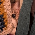 ソファの近くからじーっと見つめてくる猫→飼い主が座ろうとした瞬間……