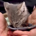 ３匹の保護子猫がはじめての食事をした結果…思った以上に『豪快な食べ…