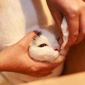 猫が『鼻血』を出しているときに疑うべき病気3選 　命に関わる可能性も？…
