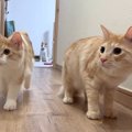 上の階で楽しく遊んでいた猫たち→飼い主が様子を見に行くと…予想外の…
