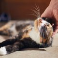 猫がいつもより『激しくスリスリ』するときの理由5つ　入念にしたがるワケ…