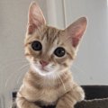 猫にとって「良い人」ってどんな人？