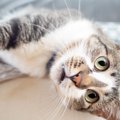 『運動神経がイマイチな猫』がみせる3つの行動　安全に暮らすために注意し…