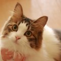 猫に「おもちゃ取ってこい」を教える方法