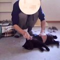 実家にある『猫用のお留守番カメラ』覗き見してみたら…パパと黒猫の『…