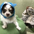 猫も犬もかぶると可愛い♡『かわいいかわいいねこのかぶりもの』シリーズ