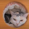 猫ちゃん専用ロールクッション、ついに定位置へ！