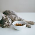 猫が突然ご飯を食べなくなる原因3つと対策