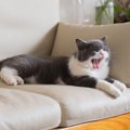 猫が『そばで寝てくれない』ときに考えられる4つの理由　心を許してく…