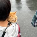 大雨の日に『ずぶ濡れの子猫』を保護して１年…感動的すぎる『家族との…