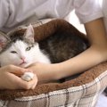 猫が黄色い物を嘔吐した時の原因と考えられる病気