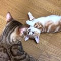 『愛され方を知らない子猫と愛情深い先住猫』やさしい教育の方法に「…