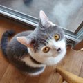 LAYLAの１２猫占い【6/29〜7/5】のあなたと猫ちゃんの運勢