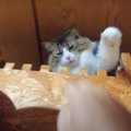 侵入者は許さない！猫の城に忍び寄るものは全て叩き落とす猫ちゃん