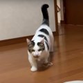 オモチャをペッ！猫らしい猫ちゃん