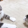 怖がりな新入り子猫→先住猫とふたりきりで対面させてみると…心温まる光景…
