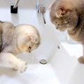 朝、洗面所までついてきたネコ→蛇口の水で遊んでいると思ったら、次の…