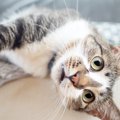 猫は自分が怒られているのをわかっているの？