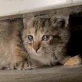 ３年前、駐車場で『寂しげな子猫』を保護したら……同じ猫とは思えない『現…