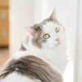 猫の『名前を付ける』時の重要ポイント2つ！多頭飼いで特に注意すべき…