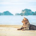 耳が大きい猫は洋猫？特徴や種類まで