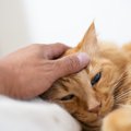 猫が『悲しい気持ち』のときにみせる行動4選　元気付ける方法はある？心が…