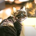 事故で歩けなくなった猫…献身的なケアが起こした奇跡とは？