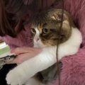 爪切り嫌だよ！体を小さくして抵抗する猫さん！