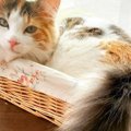 猫の『しっぽ』取扱説明書！可愛いからといって無理に触るのはやめま…