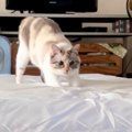 「キレッキレの動きに笑ったｗ」無人の部屋でひとり遊びする猫を見て…