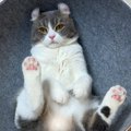 猫に新しいベッドを献上した結果…『とんでもない格好で寝始める』光景…