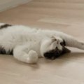 朝起きて、床の上を見ると『猫』が……思わず笑ってしまう『可愛い光景…