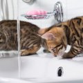 『好奇心が強い猫』が思わずしてしまう行動5選　興味を示す理由や安全を守…