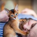 猫が飼い主を『起こしたいとき』に使いがちな方法5選　やめてほしいと…