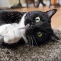 『やんちゃな性格の猫』との生活で起こること3選　トラブルの危険性も…