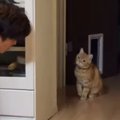 飼い主を驚かせたい猫→こっそり隠れると…微笑ましいやり取りに癒される人…