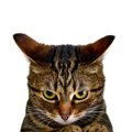 猫が耳を塞ぎたくなる『大嫌いな言葉』4つ　意味を理解しているの？嫌…