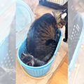 『カゴで休みたい子猫』VS『一緒に入りたい先輩猫』…先輩猫が”大人気…