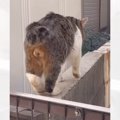 『後ろ足ケリケリ』でバズった元野良猫→保護されて8か月が経つと…感動…