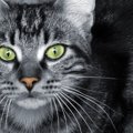 猫は緊張するとどうなるの？4つの行動と和らげる方法