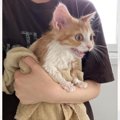 初めてのシャワーにびっくりした様子の猫→『頑張った後』は……可愛すぎ…